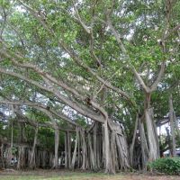 Banyan Tree by Edisons Laboratory (View 2), Форт-Майерс