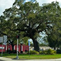 Large Oak tree, Форт-Майерс