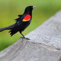 Red Winged Blackbird, Хай-Пойнт