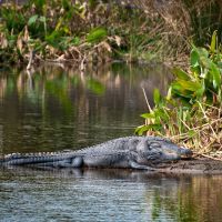 Male & Female Alligators, , Wakodahatchee Wetlands, 13026 Jog Rd, Delray Beach, FL 33446, Хай-Пойнт