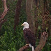 Bald Eagle @ Lowry Park Zoo, Fl, Хамптон