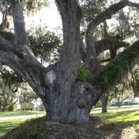 Big oak tree, Эджвуд
