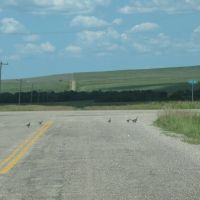 Pheasant crossing, Рапид-Сити