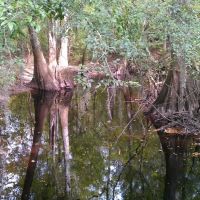 Bald Cypress trees in Congaree National Park, Валенсиа-Хейгтс
