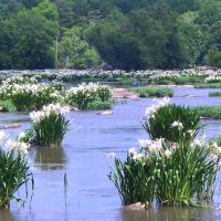 Rocky Shoals Spider Lilies in The Catawba River, Пайнридж