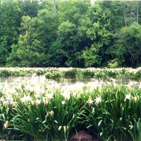 Spider Lillies on the Catawba River @ Landsford Canal State park, Пайнридж