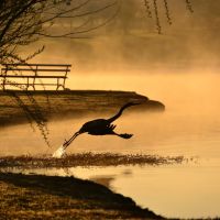 Heron at Dawn, Winthrop Univ. Lake, Rock Hill, SC, Рок-Хилл