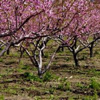 Peach orchard in blossom, Бригам-Сити