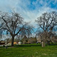 Cemetery Trees, Вашингтон-Террас