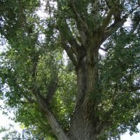 Huge Cottonwood Tree in Gunnison Park, Ганнисон