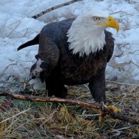 bald eagle @ willow park, Логан