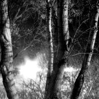 Tree Light, Муррей