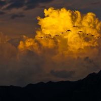 mount olympus geese sunset, Муррей