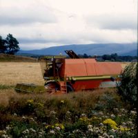 Cutting wheat, Aviemore, Scotland., Авимор