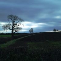 Trees on the field boundry near Sibson., Байдфорд