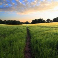 path through a field of barley﻿, Банстед