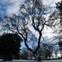Winter tree, Барнсли
