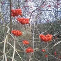 winter berries, Барнсли