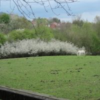 White horses, white blossom, Oakwell Hall Park April 2011, Батли