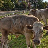 Cattle near Beverley Minster, Беверли
