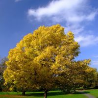 Autumn Park tree, Бедфорд