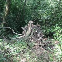An uprooted tree in Holly Wood, Брентвуд