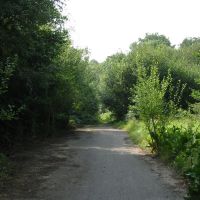 Path into Clements Wood, Брентвуд