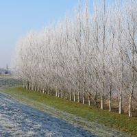 FrostyTrees along the path of the River Parrett, Бриджуотер