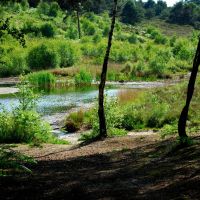 the pond, delph wood, Ватерлоо