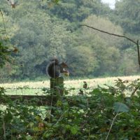 Squirell, Upton Country Park, Poole, Ватерлоо