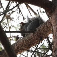 Eastern Gray, or Grey Squirrel (Sciurus carolinensis), Ватерлоо