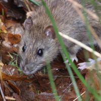 Common or Brown Rat (Rattus norvegicus), Ватерлоо