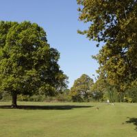 Oak Tree in Leslie Sears Park Wokingham, Вокингем
