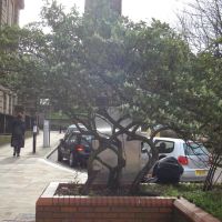 Nice tree near Wolverhampton University, Вулвергемптон