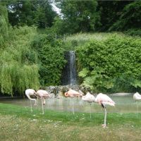 Flamingo pool, Dudley Zoo, Дадли