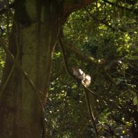 Squirrels in Connaught Park, Dover, Kent, England, United Kingdom 1, Дувр