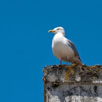 Big brother seagull watching you, Ексетер