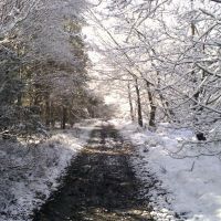 SNOW SCENE, Каннок