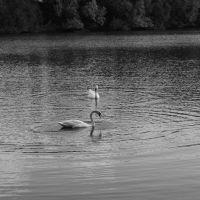 swans, Карлтон