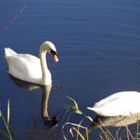 Swans in Harrold-Odell Country Park, Карлтон