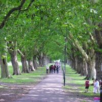 Under the trees, Кембридж