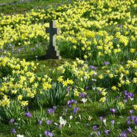 Spring Flowers in Kendal Cemetery., Кендал