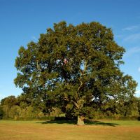Oak tree in Abbey fields,Kenilworth, Кенилворт