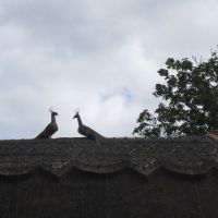 These two thatched peacocks will never show off., Кенилворт
