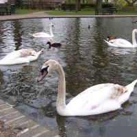 Swans in Colchester, Колчестер