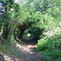 Leafy tunnel, Колчестер