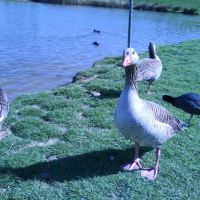 Ducks at the Lake. Come for Food., Корби