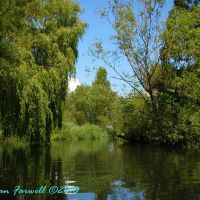 Avon near Christchurch - Willows and Ripples, Кристчерч