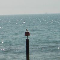 bird at Southbourne, Кристчерч