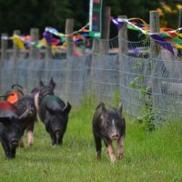 Pig race at Bocketts Farm, Литерхед